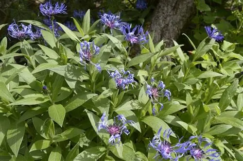 Centaurea de montaña como plantas medicinales