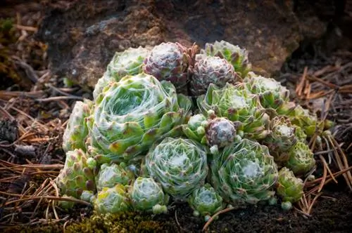 Plantas de jardín de rocas heladas