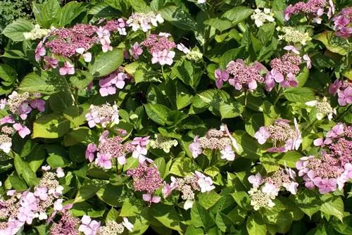 Hortensia eindelose somer: Sny en versorg korrek