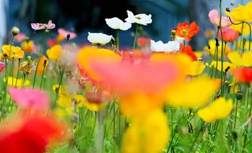 Types of poppies for the garden: discover the splendor of color and diversity