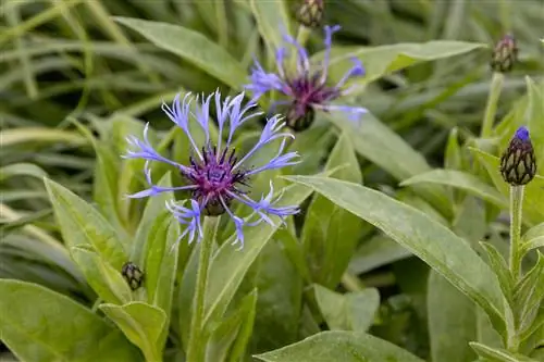 embun tepung knapweed gunung