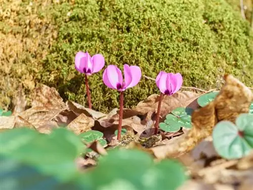 Ipalaganap ang cyclamen: Ang pinakamahusay na paraan at tip