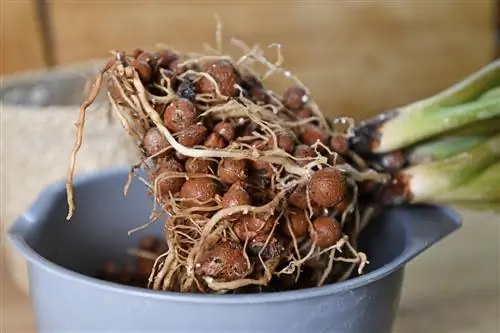 Trasplante de plantas en gránulos de arcilla.