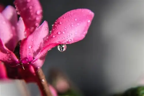 Cyclamen bemesten: wanneer en hoe voor een optimale bloei?