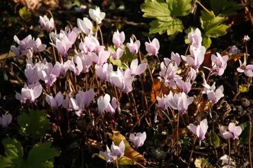 Perlindungan musim dingin Cyclamen