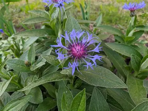 Snail resistance ng mountain knapweed