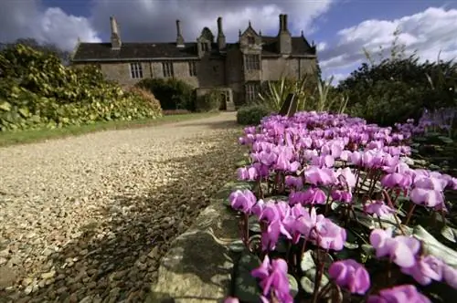 Cyclamen in the open field