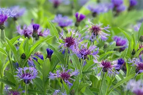 Perbanyak knapweed gunung