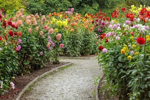 Plantar dàlies: consells d'ubicació per a flors exuberants