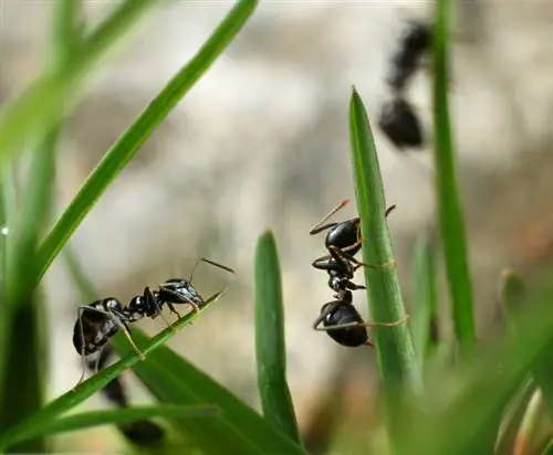 Ants in the lawn? 10 effective tips to combat it