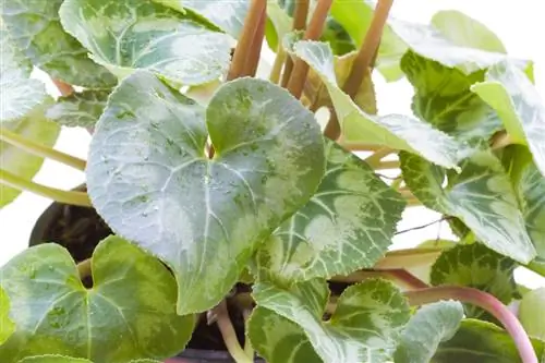 Cyclamen in de zomer: hoe je ze goed verzorgt