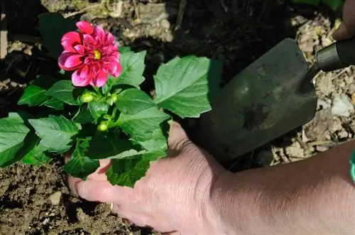 Kupanda dahlias: Jinsi ya kufikia maua ya majira ya joto ya kupendeza