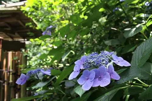 Reclamaciones de verano sin fin de hortensias