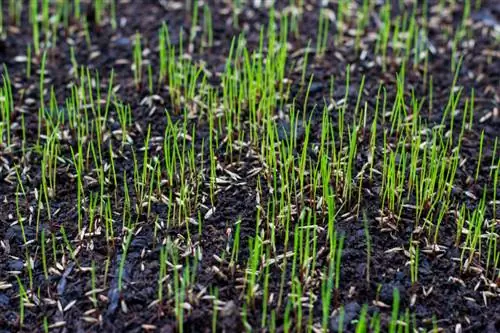 Menyemai rumput dengan betul: Bilakah masa yang sesuai?