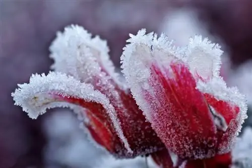 Cyclamen in the snow