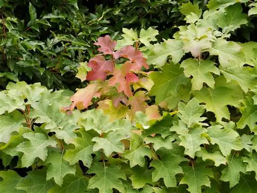 Ekbladshortensia blommar inte - orsaker och åtgärder