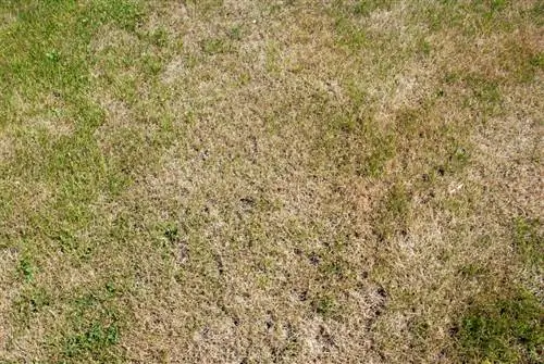 Lawn dry and brown? How to save your lawn