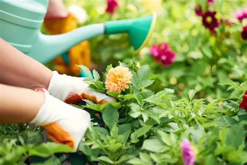 Cuidando las dalias: consejos para obtener magníficas flores de verano