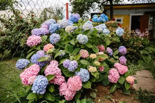 mekar hydrangea beberapa kali