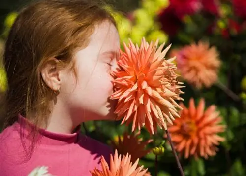 Dahlias: ปลอดสารพิษ ตกแต่งและกินได้