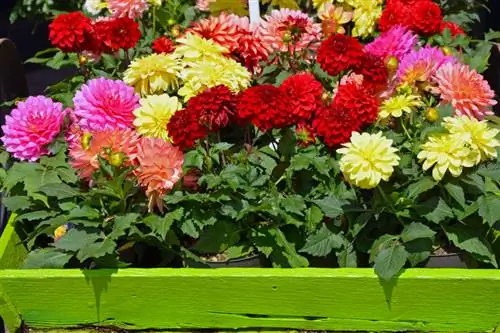 Dahlias ntawm lub sam thiaj: Nov yog qhov lawv vam meej hauv lub thawv thiab lub lauj kaub