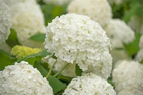 Ball hydrangea and farm hydrangea difference