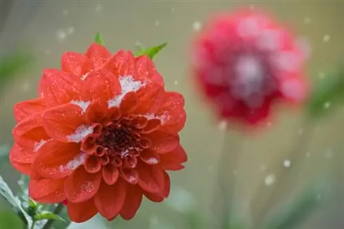 Dahlias-ის წარმატებით გამოზამთრება: ინსტრუქციები და რჩევები