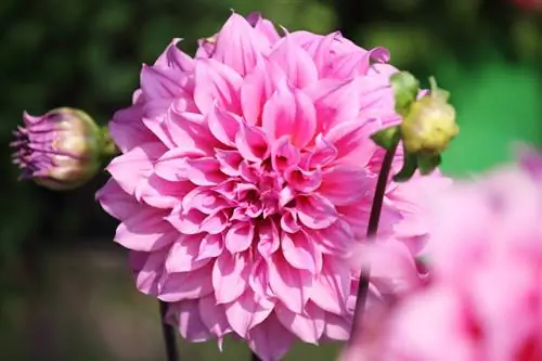 Dahlias гүлдөө мезгили: Алар качан жана канча убакытка гүлдөйт?