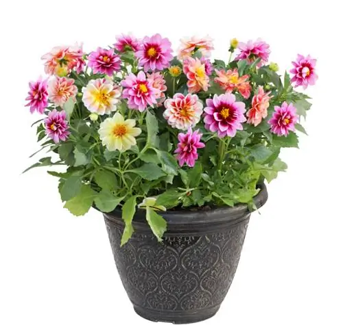 Dahlias in pots: care and location tips for lush flowers