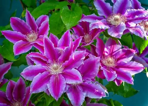 Clematis-ის მოვლა: რჩევები ბრწყინვალე მცოცავი მცენარისთვის