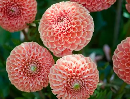 Les plus belles variétés de dahlias : formes et couleurs des fleurs