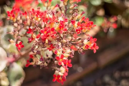 Kalanchoe after flowering