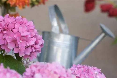 Hydrangea Endless Summer: Care for magnificent flowers