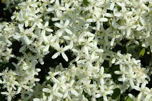 Ground cover clematis