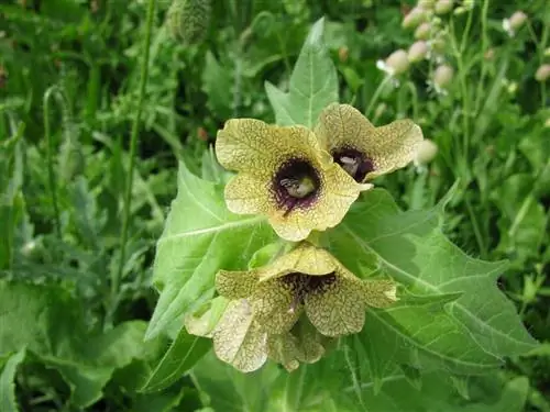 Là où pousse la jusquiame – dans la nature et dans votre propre jardin