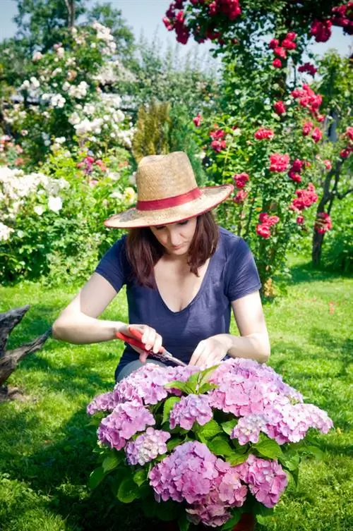 Vermenigvuldig die eindelose somerhortensia: Dit is hoe dit werk