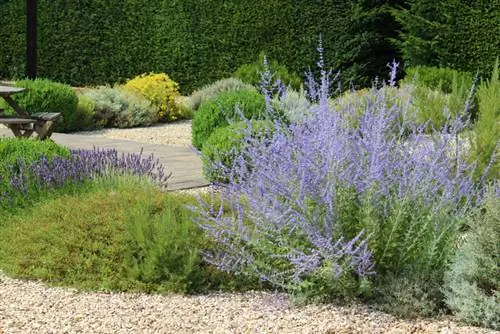 The most beautiful plants for the gravel garden