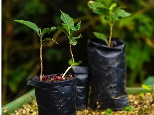 কফি উদ্ভিদ নতুন পাত্র