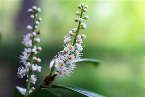 Cherry laurel balcony