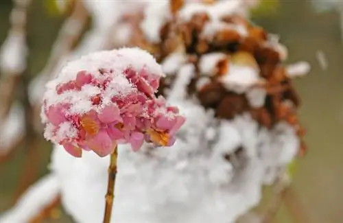 Oorwintering van die "Eindelose Somer" -hortensia: wenke en truuks