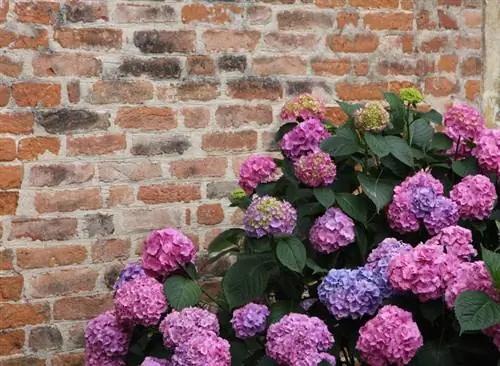 Demandes d'hortensias de ferme sur place