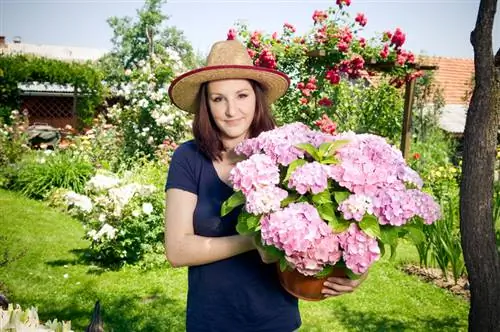 Farm hydrangea: Propagation by planters and cuttings