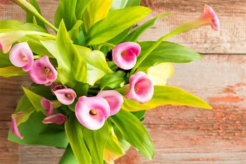 The indoor calla lily really is that poisonous