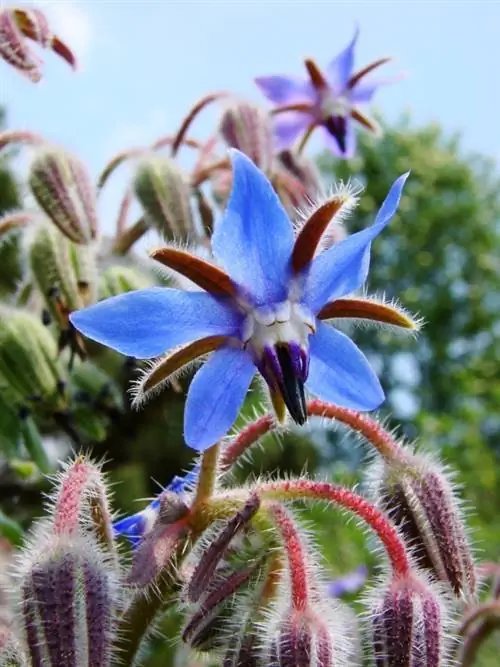 Borragine in giardino: quando, dove e come seminarla?