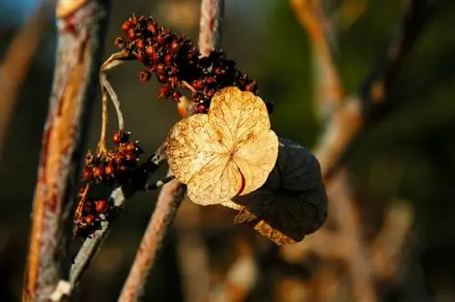 Hortensia de granja sin flores.