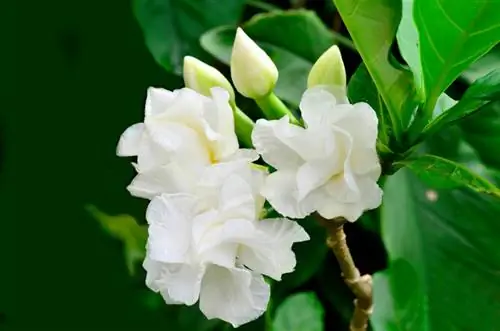 Gardenia jasminoides, deja, šiek tiek nuodinga