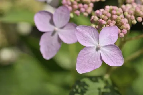 Pertanian hydrangea: waktu berbunga, tips perawatan dan lokasi