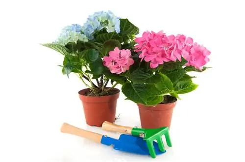 Plant van boerehortensia: ligging, grond en versorgingswenke