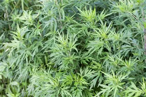 Sau mugwort