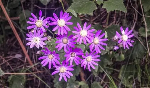 Lice flower winter hardy